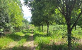 Campo Productivo de 4 ha – San José